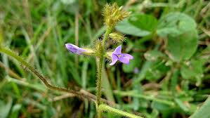 Image result for Calopogonium mucunoides