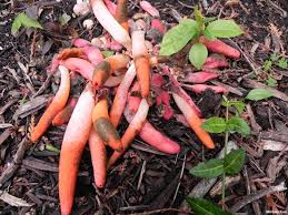 Image result for Mutinus elegans