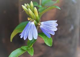 Image result for Sclerochiton