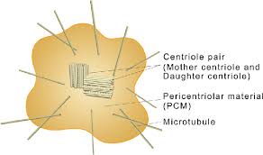 Image result for Centrostigma