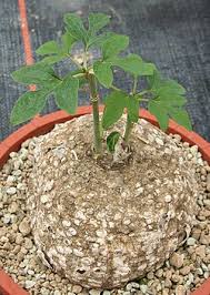 Image result for Adenia karibaensis