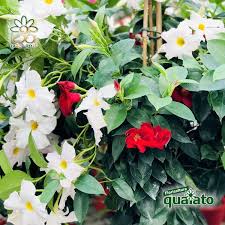 Sensibili al gelo, temperature superiori ai 10°c. 15 Meravigliose Piante Estive Resistenti Al Sole Floricoltura Quaiato