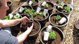 Only the top few inches of the plant will be exposed. Planting Tomatoes Peppers In A Raised Container Raised Bed Garden Trg 2015 Youtube