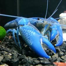 Pin By Carla Leblanc On Water Marine Life Marine Life Crayfish Crawfish