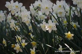 Beautiful Daffodils To Plant Now Pumpkin Beth Daffodils Plants Daffodil Gardening