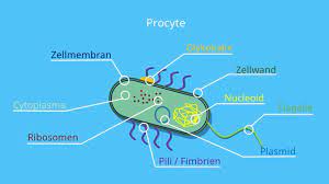 Zelle Biologie Aufbau Definition Und Typen Mit Video