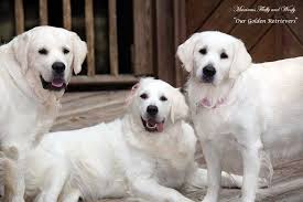 All of our puppies have a veterinarian exam along with all age. White Golden Retriever Puppies Ct Akc Certified Holistic Nj Md Ma Pa De Ny Ca Az Tx Nh Ri Oh Vt English White Golden Retriever Puppy Golden Retriever Retriever