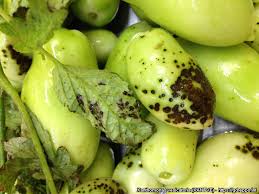 Image result for tomato seedling xanthomonas vesicatoria