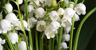 How To Grow Lily Of The Valley A Fragrant Shade Lover Gardener S Path