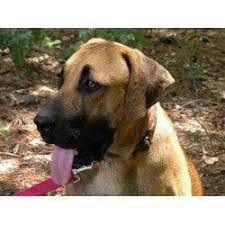 Givens Blackmouth Cur Black Mouth Cur Black Mouth Cur Dog Black Mouth Cur Dogs