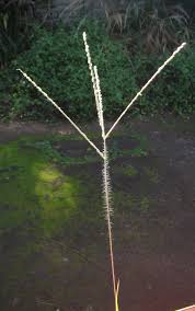 Image result for Digitaria ternata