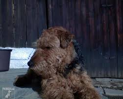 Image result for velšteriér