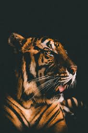 Iphone 7 black wallpaper hd free download. Amoled Animal Wallpaper Wallpaper Iphone Wallpaper Hd Seni Jepang