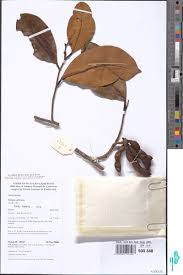 Image result for Psiadia punctulata