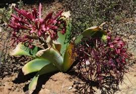 Image result for Ammocharis tinneana