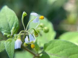 Image result for Solanum americanum