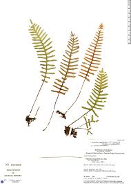 Image result for Pleopeltis