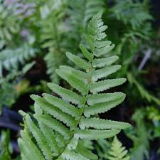 Image result for Dryopteris