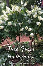 Download this free psd file about rose pattern floral texture concept, and discover more than 13 million professional graphic resources on freepik. Tree Form Hydrangeas Vegetable Garden Design French Country Garden Garden Design