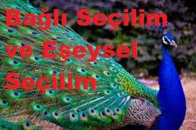 bilgihanemiz com frekansa bagli secilim ve eseysel secilim dogal secilim panda edebiyat