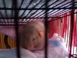 Profile for Loving Souls Rattery