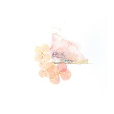 How to press flowers with an iron. How To Press Flowers For Your Arts And Crafts Projects Diy Projects