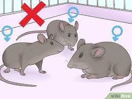 3 Ways To Care For An Injured Pet Mouse Wikihow