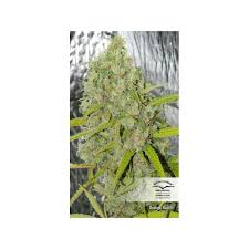 Make sure your device has the latest version of ios or ipados, or macos. Buy Orange Bud Feminised Seeds Dutch Passion Uk