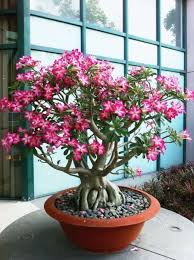 Image result for Adenium