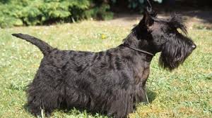 Image result for skotský teriér