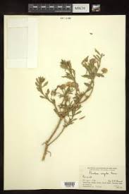 Image result for Pluchea dioscoridis