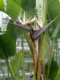Image result for Strelitzia caudata