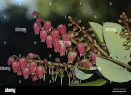 Image result for Agarista salicifolia