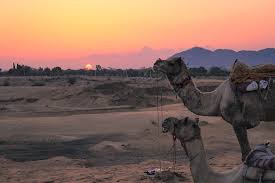 Airtime credits are defined by a bundle of voice call minutes/texting/data. How To Plan An Unforgettable Camel Safari In Pushkar Adventurous Miriam