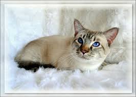 This is niall, the super friendly lynx point siamese kitten, available for adoption through specialty purebred cat rescue. Snow Tiger Lynx Siamese Balinese Description History Tresorcats