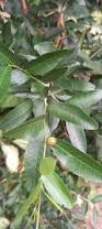 Image result for Ochna natalitia