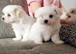 Find maltipoo in dogs & puppies for rehoming | 🐶 find dogs and puppies locally for sale or adoption in canada : Two Teacup Maltese Puppies Needs A New Family New York For Sale New York Brooklyn Pets Dogs