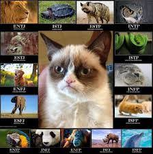 Meme Intj Animal Penelusuran Google Mbti Animals Mbti Intj Personality