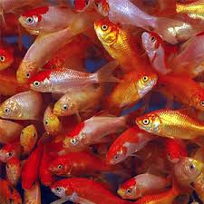 Comet Goldfish Size Lifespan Care Guide And More