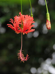 Image result for Hibiscus schizopetalus