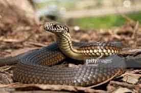 Snake in Dream | स्वप्न में सर्प देखने का ...