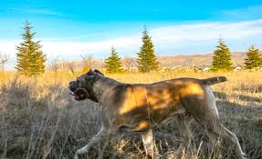 Cane Corso Irk Dernegi Makale Detay