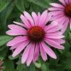 Grow ruby star coneflower from freshly harvested echinacea purpurea flower seeds. 1