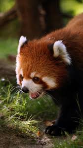 Follow the vibe and change your wallpaper every day! Red Panda Firefox Forest Animal Cute Animals Mobile Wallpaper Hd 1080x1920 Wallpaper Teahub Io