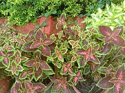 Image result for Coleus esculentus