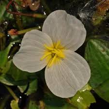 Image result for Ottelia exserta