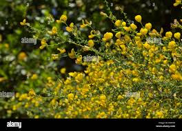 Image result for Adenocarpus