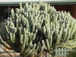 Image result for Myrtillocactus geometrizans
