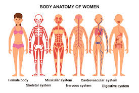 See more ideas about human body, man anatomy, human. Anatomy Of The Female Body Anatomical Poster By Onyx Thehungryjpeg Com