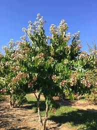 Heptacodium Miconioides Baumschule Baum Garten